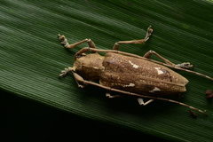 Notomulciber quadrisignatus