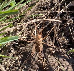 Pleioplectron simplex