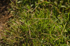 Chloris divaricata cynodontoides