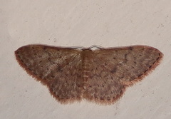Idaea trissorma