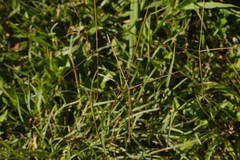 Chloris divaricata cynodontoides