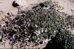 Limonium minutum