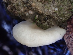 Entoloma ravinense