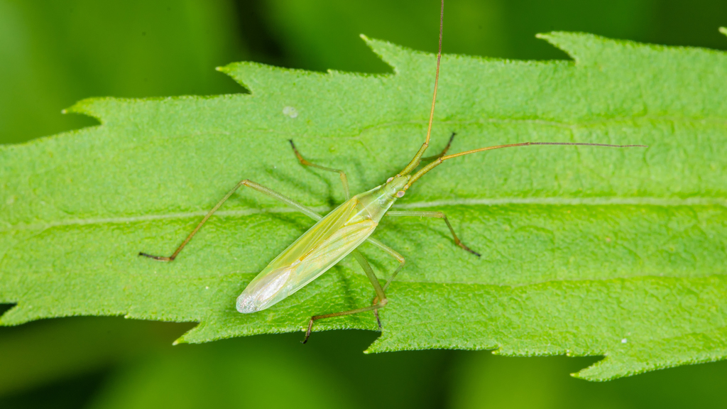 Megaloceroea
