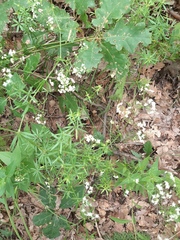 Galium intermedium