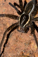 Dolomedes instabilis