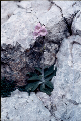 Digitalis minor
