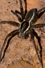 Dolomedes instabilis