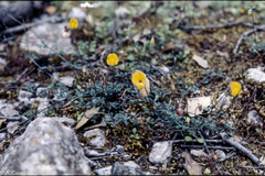 Lotus tetraphyllus