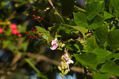 Canavalia cathartica