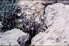 Arenaria grandiflora