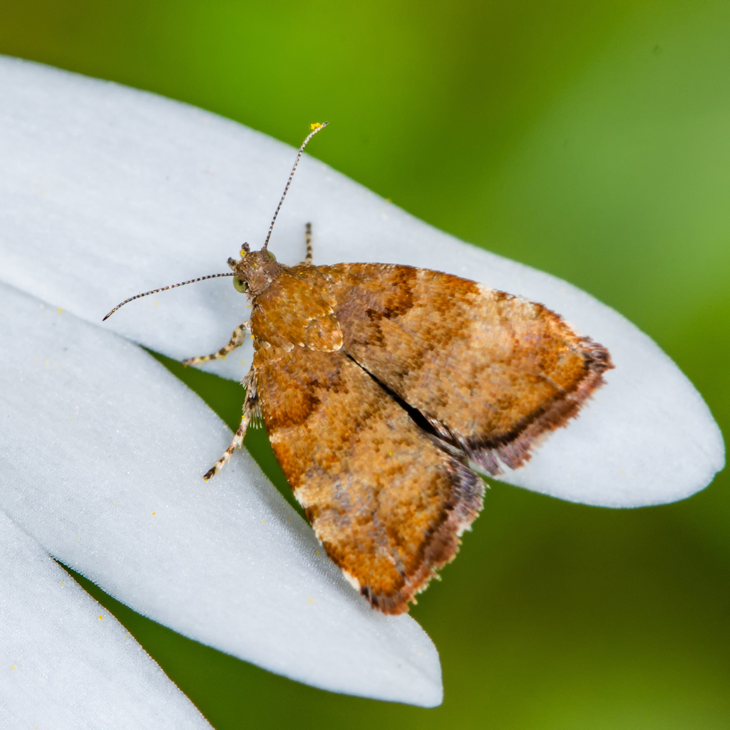 Apple Leaf Skeletonizer Moth