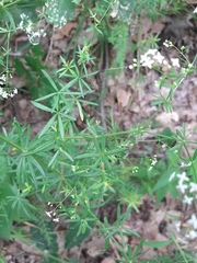 Galium intermedium