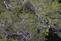 Lagarostrobos franklinii