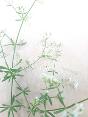 Galium intermedium