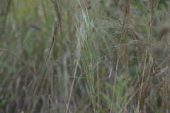 Schizachyrium condensatum