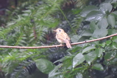 Muscicapa muttui