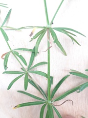 Galium intermedium