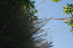Andropogon bicornis
