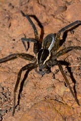 Dolomedes instabilis