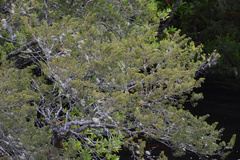 Lagarostrobos franklinii