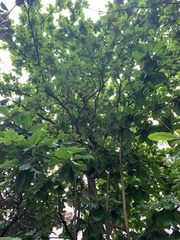 Terminalia catappa