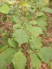 Corylus avellana