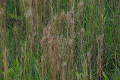 Schizachyrium condensatum