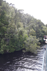 Lagarostrobos franklinii