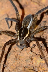 Dolomedes instabilis