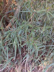 Acacia confusa