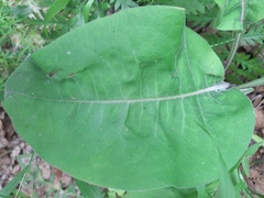 Magnoliopsida