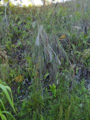 Andropogon bicornis