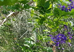 Solanum seaforthianum