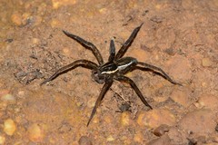 Dolomedes instabilis