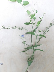 Veronica chamaedrys