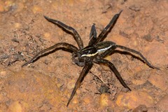 Dolomedes instabilis