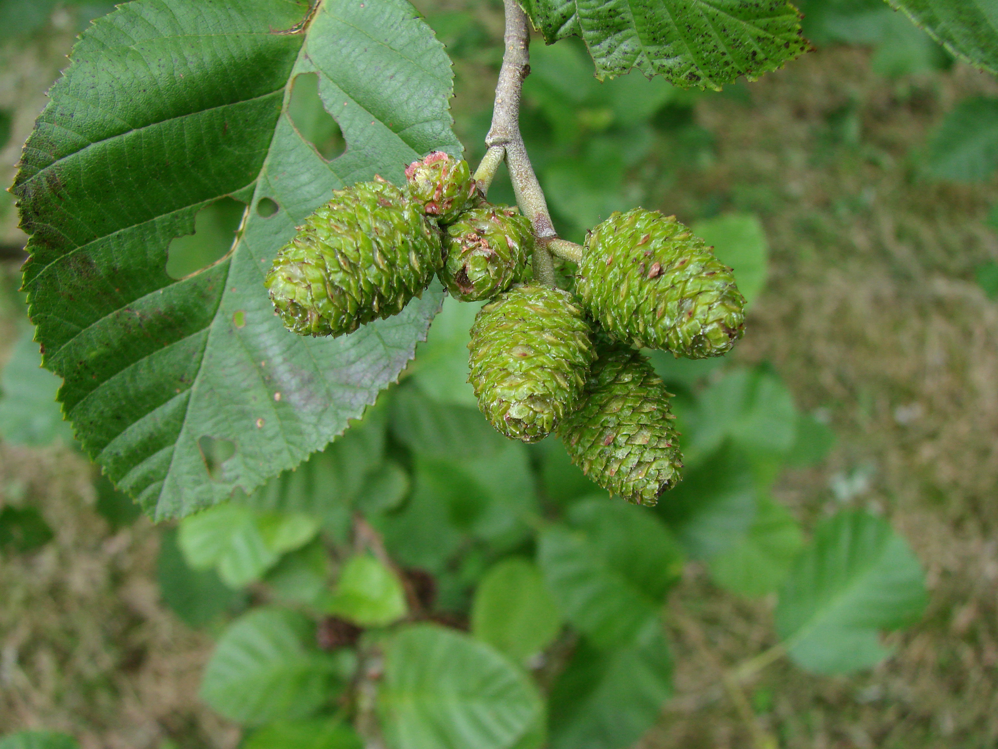 Alnus incana ssp. incana
