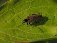 Ectobius erythronotus