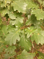 Quercus petraea