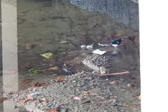 Enicurus leschenaulti