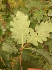 Quercus petraea