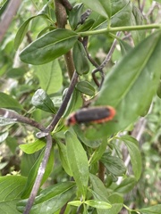 Cantharis fusca