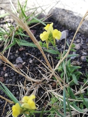 Linaria saxatilis