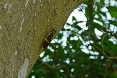 Formotosena seebohmi