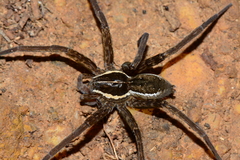 Dolomedes instabilis