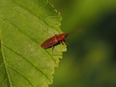 Stenagostus rufus
