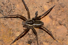Dolomedes instabilis