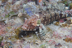 Gobioclinus filamentosus