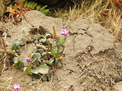 Arabis blepharophylla